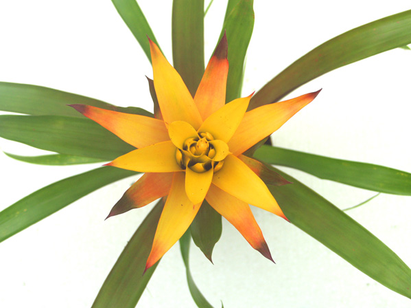 Guzmania Lingulata